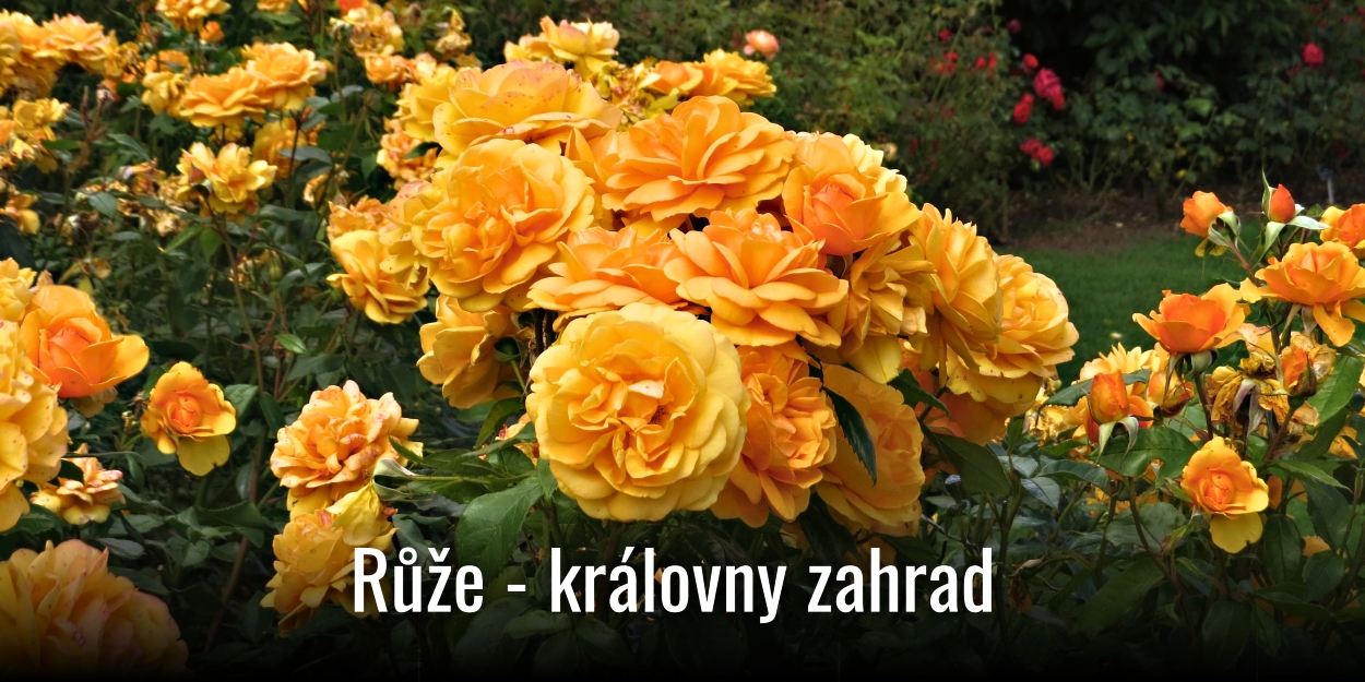 kategorie_Ruze 01OBm canva